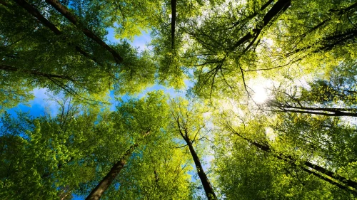 Imagem do resultado A importância do meio ambiente