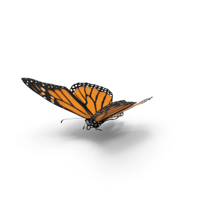imagem borboleta